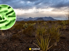 Bakterie z głębokich jaskiń mogą pomóc w walce z opornością. Szansa na nowe leki rośnie