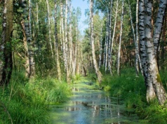Neandertalczycy wykorzystywali dziegieć brzozowy również w medycynie?