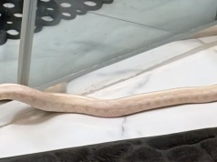 Wąż się wyślizgnął, a potem wrócił do domu (aktualizacja)