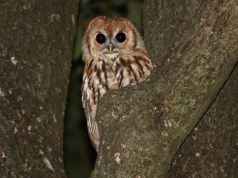 Cicha wojna w podkarpackich lasach. Naukowcy odkrywają, kto naprawdę rządzi nocą