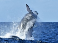Wieloryb utknął na Bałtyku. To nie powinno się wydarzyć