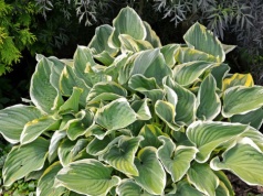 Twoje funkie marnieją? Ten zabieg przywróci hostom blask