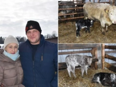 Znalazł przy krowie trzy cielęta. „Byłem bardzo zdziwiony”