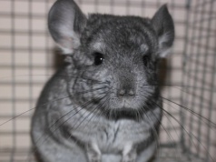 Polska zakazuje, UE pozwoli. Komu oddamy miliardy?