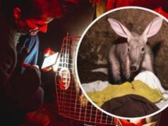 Matka odrzuciła małego mrównika. Afrykańskie zwierzę wychował pan Andrzej z Wrocławia