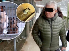 Setki psów cierpiały w Sobolewie. "Kontrole urzędników ograniczały się do papierów"