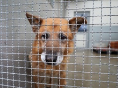 Do tego schroniska trafiały psy z naszego regionu. Właściciel skazany za znęcanie się nad zwierzętami