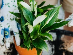 Dwa skrzydłokwiaty są lepsze niż jeden. Zrób to teraz i zyskaj nowe rośliny