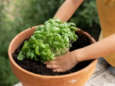 Bazylia ze sklepu nie musi umrzeć. Ten trik zamienia ją w dużą roślinę