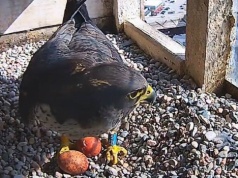 Nowe życie na kominie elektrociepłowni w Gdyni. Sokoły wysiadują jaja na oczach internautów