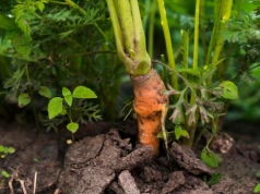Marchew nie wschodzi? Winna jest gleba – ten błąd robi prawie każdy