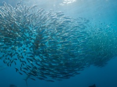 Coś bardzo złego dzieje się z rybami na świecie. Odkryli to Polacy