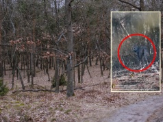 Wypatrzył go w zaroślach. Leśniczy natychmiast chwycił za telefon