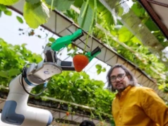 Robot zbiera truskawki. Czy gospodarstwa zautomatyzują zbiory?