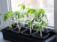 Podlej pomidory tą mieszanką z kuchni. Efekt zaskakuje już po kilku dniach