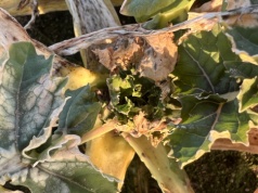 Sucho dla jarych. Rzepak - wysokie koszty przesiewu, a owies ozimy często do przeorania