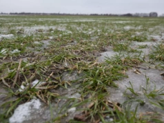 Szok po zimie i pilny alarm dla rolników. VH Polska rusza z wiosennym sezonem ubezpieczeń upraw