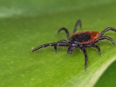 Ten zapach odstrasza kleszcze. Pajęczaki uciekają w popłochu