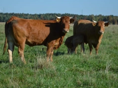 Ceny bydła 24.03.2026: ile płacą ubojnie przed Wielkanocą?