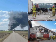 „W jednej chwili zawalił się nasz świat”. Z 220 krów zostało tylko 80
