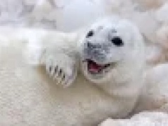 Przybierają 2,5 kg dziennie i są tak tłuste, że się toczą.