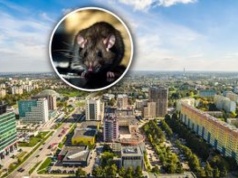 Plaga szczurów w polskim mieście. Spółdzielnia reaguje