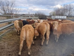 Umowa UE–Australia uderzy w rolników? Sprzeciw Copa-Cogeca po decyzji KE