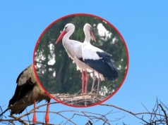 To najbardziej rozpoznawalny bocian na Mazurach. Do Krutka przyleciała partnerka