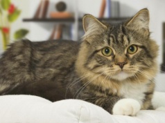 Sprawdź, co wiesz o kotach. Quiz dla miłośników zwierząt