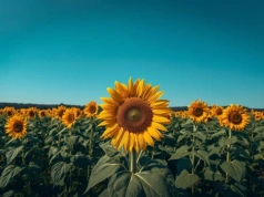 Słonecznik zamiast pelletu? Rolnicy już oszczędzają setki złotych!