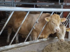 Ile dziś za byka i krowę? Ceny bydła przed Świętami