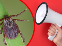 Eksperci biją na alarm. Nowy gatunek kleszcza rozprzestrzenia się w Niemczech. „Jest niebezpieczny”