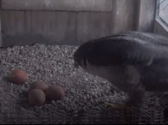 Wanda z Czajnikiem czekają na potomstwo. W lubelskim gnieździe sokołów są już cztery jaja