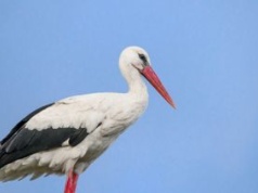 Sławny bocian już nie jest sam. W gnieździe zaczyna się kluczowy czas