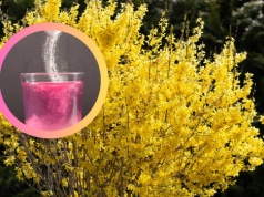 Wiosną rośnie wszędzie. Działa jak kolagen z apteki, a możesz zrobić go za darmo