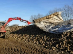 Jak przetrwać kryzys cenowy na rynku buraków cukrowych?