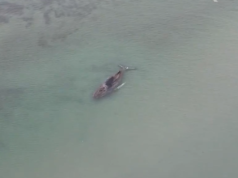 Niemcy – próby uratowania młodego humbaka, który osiadł na bałtyckiej mieliźnie