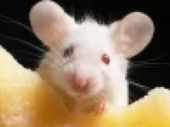 Po 57 pokoleniach klony myszy padły martwe klonowanie ma limit