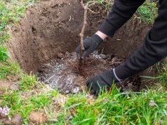 Nie potrzebują ciepła, zapylaczy ani wysiłku. Jedno drzewo daje idealne owoce na przetwory