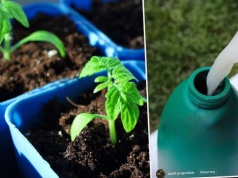 To odżywczy "prysznic" dla sadzonek warzyw. Spryskaj rośliny, a odwdzięczą się plonami