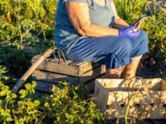 Tu płacą 10 tys. zł. Wieś szuka pracowników sezonowych