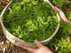 Prababcie dodawały do wiosennych zup, bo jest bardzo zdrowy. Dziś większość myśli, że to chwast i z nim walczy