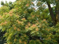 Drzewo zakazane w Polsce. Grozi nawet milion złotych kary