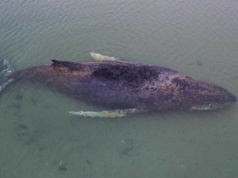 Wieloryb utknął w Bałtyku. Niemcy walczą o jego życie