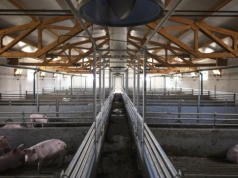 W pobliżu Ciechanowa planowana jest towarowa hodowla świń