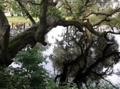 Wiąz z Szydłowca na podium konkursu Europejskie Drzewo Roku 2026