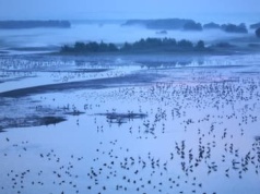 Gęsi Bastion zostaje! Myśliwi przegrywają po długiej batalii sądowej