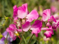 Nie możesz przegapić tego momentu w ogrodzie. Kwiecień to złoty czas na wysiew tej rośliny