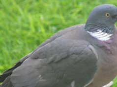 Gołąb duży i pocieszny, czyli słów kilka o grzywaczu