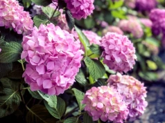 Pokrój i zakop pod hortensją już w marcu. Latem krzew „eksploduje” kwiatami